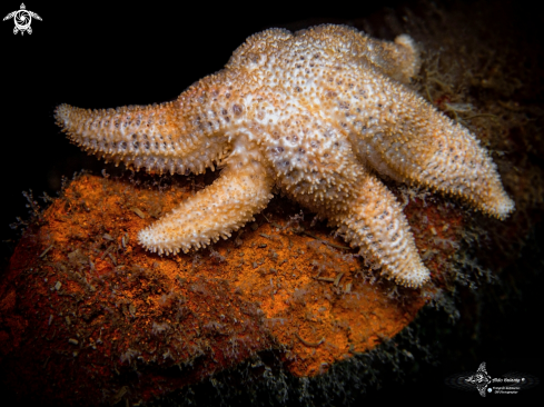 A Allostichaster capensis (Perrier, 1875) | Six Arms Star