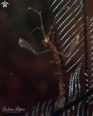 A Caprellidae