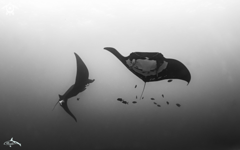 A Oceanic manta