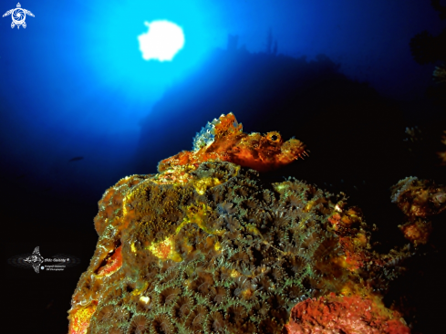 A Scorpionfish