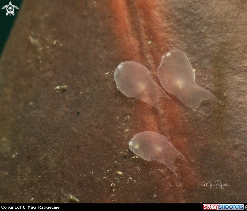 A Ghost Flatworms