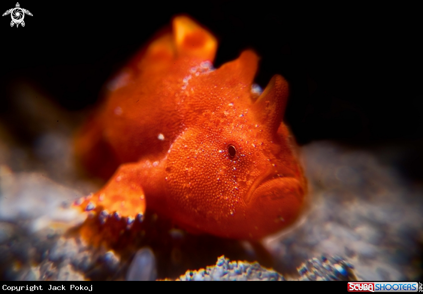 A Painted frogfish