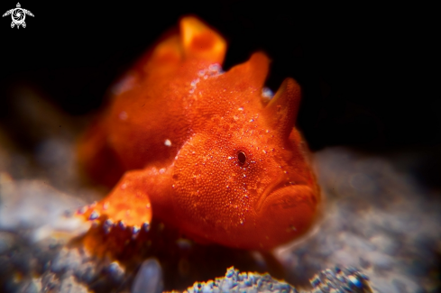 A Painted frogfish