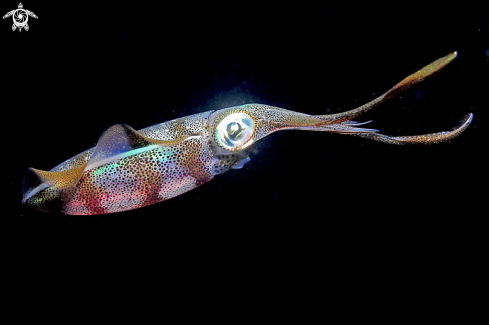 A squid