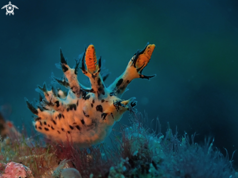 A Cabangus regius | Nudibranch