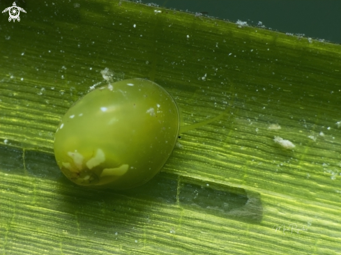 A Smaragdia viridis | Emerald Nerite