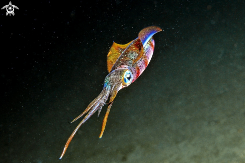 A squid