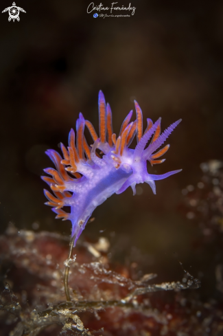 A Flabellina affinis | Nudibranch