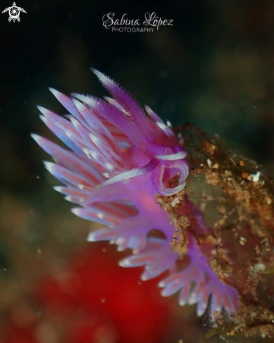A Flabellina affinis | Nudibranch 