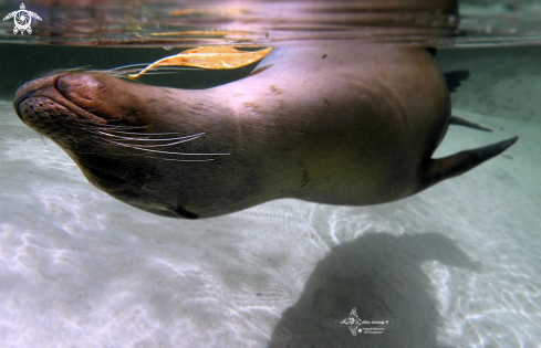 A Galapagos Sea Lion