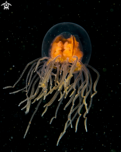 A Klinging jellyfish