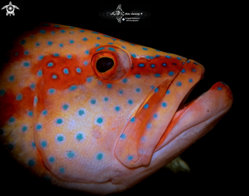 A Coral Grouper