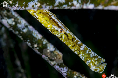 A Syngnathus tipule | Pipe fish