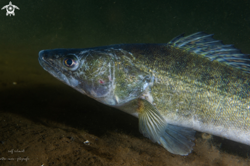 A lakefish | lake