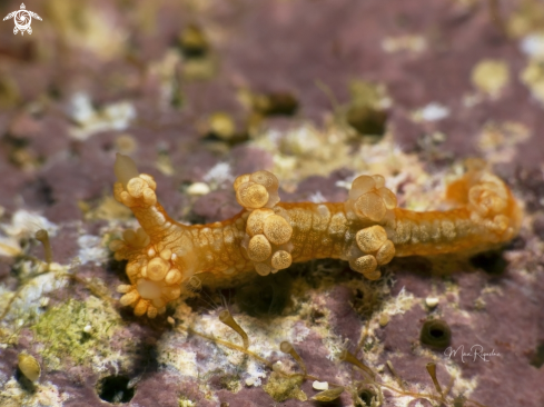 A Bornella calcarata | Tasseled Nudibranch