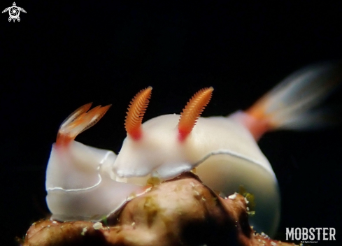 A Hypselodoris bullockii