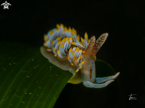 A Berghia coerulescens