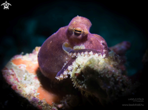 A Blue-ringed octopus 