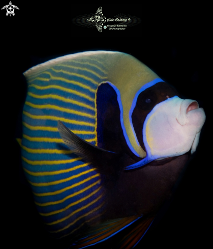 A Adult Emperor Angelfish