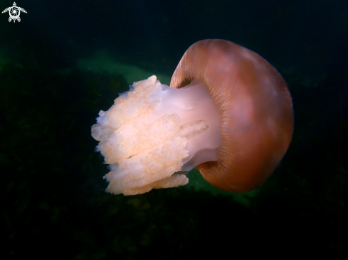 A Jelly blubber