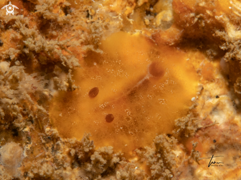 A Carminodoris boucheti