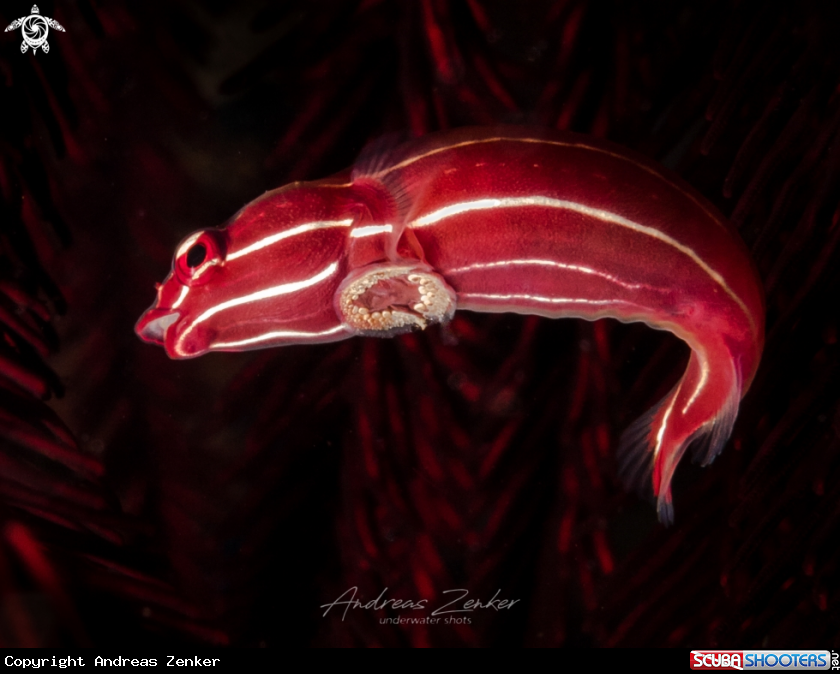 A Crinoid clingfish