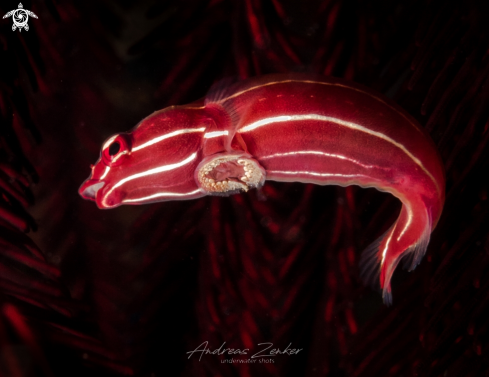 A Discotrema crinophilum (Briggs, 1976) | Crinoid clingfish