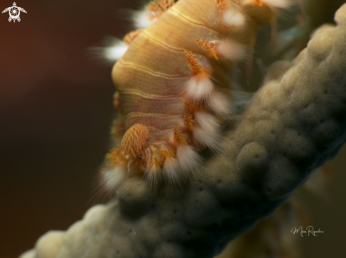 A Bearded Fireworm