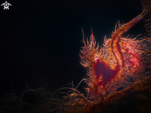 A Phycocaris simulans | Hairy shrimp