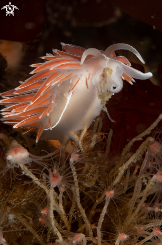 A Fjordia lineata | Fjordia lineata