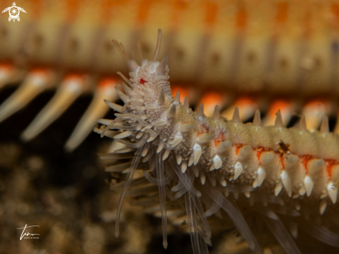 A Spiny Seastar