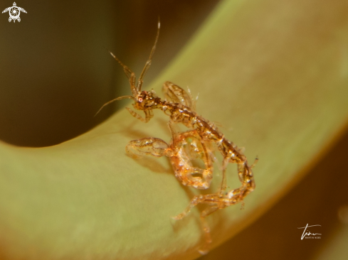 A Skeleton shrimp