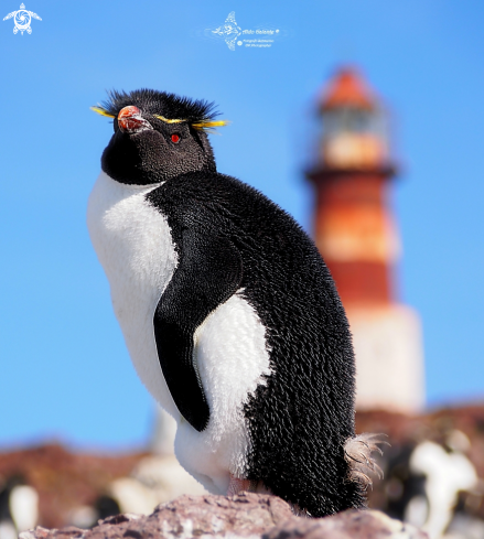 A Southern Rockhopper Penguin