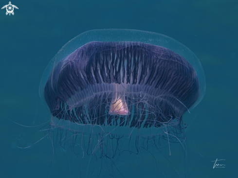 A Many-ribbed Jellyfish