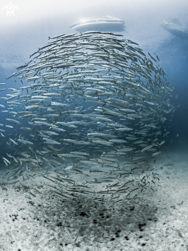 A Sphyraena qenie | Chevron Barracuda