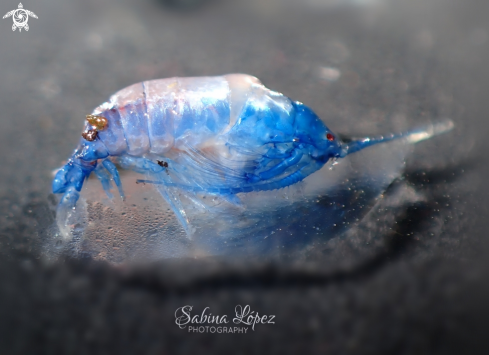 A Copepoda | Copepoda