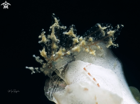 A Hermea crutiatus