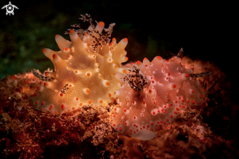 A NUDIBRANCH