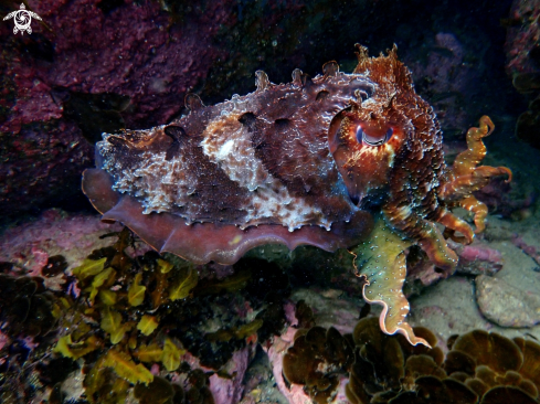 A Australian giant cuttlefish