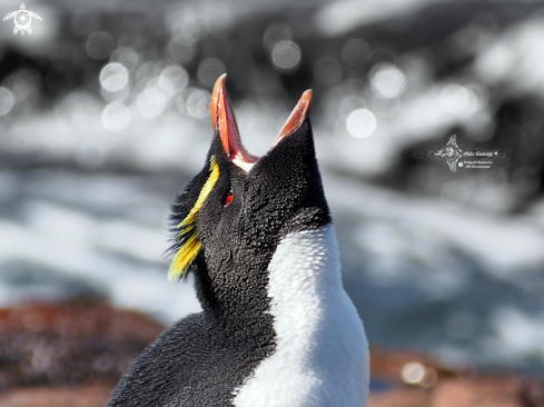 A Southern Rockhopper Penguin