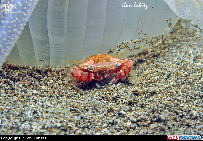 A harlequin crab