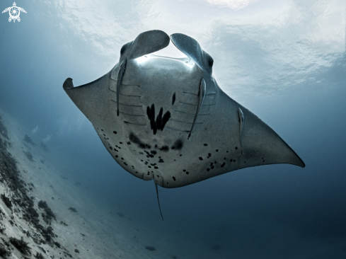 A Manta Ray