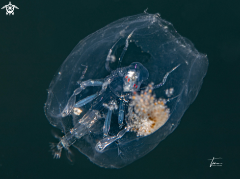 A Hyperiid amphipod