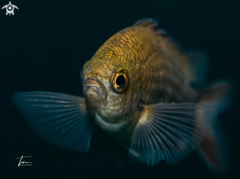 A Damselfish