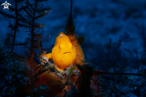 A Frogfish