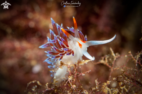 A Nudibranch