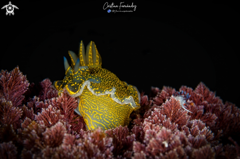 A Felimare picta (L) vs Cratena peregrina (r) | Nudibranch