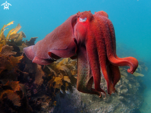 A Australian giant cuttlefish