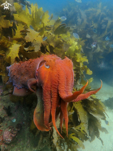 A Sepia apama | Australian giant cuttlefish