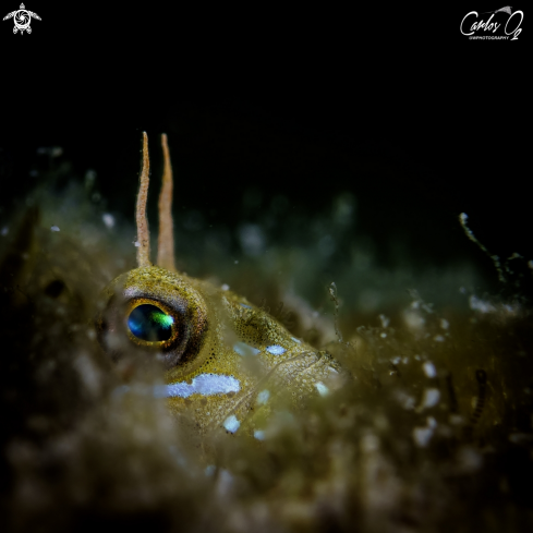 A Sphynx blenny